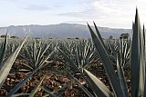 Origin of Tequila Spirit