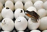 New Crocodile Hatchlings at Puerto Vallarta's Environmentally Protected Area