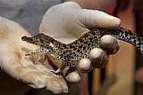 Baby Cuban Crocodiles - New Crocodile Hatchlings at Puerto Vallarta's Environmentally Protected Area