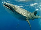 OLYMPUS DIGITAL CAMERA - 10 Places to Swim With Whale Sharks 