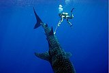 10 Places to Swim With Whale Sharks 