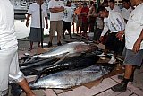 Puerto Vallarta Fishing Tournament Finished - Opequimar Was The Winner