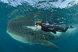 10 Places to Swim With Whale Sharks 