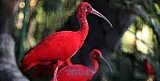 The Riviera Nayarit is a Bird Watcher&rsquo;s Paradise