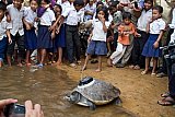 2nd Sea Turtle Festival at Playa Platanitos