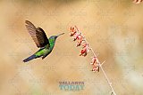 The Riviera Nayarit is a Bird Watcher&rsquo;s Paradise