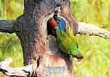 The Riviera Nayarit is a Bird Watcher&rsquo;s Paradise