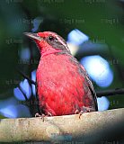 The Riviera Nayarit is a Bird Watcher&rsquo;s Paradise