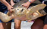 Releasing Sea Turtles in Puerto Vallarta is a Lesson in Perseverance
