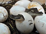 New Crocodile Hatchlings at Puerto Vallarta's Environmentally Protected Area