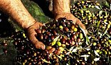 Mexico is among the 13 Olive Oils From Latin America Awarded at NYIOOC