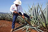 Origin of Tequila Spirit