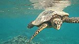 2nd Sea Turtle Festival at Playa Platanitos