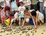 Releasing Sea Turtles in Puerto Vallarta is a Lesson in Perseverance