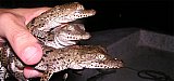 New Crocodile Hatchlings at Puerto Vallarta's Environmentally Protected Area