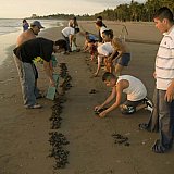 2nd Sea Turtle Festival at Playa Platanitos