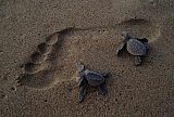 2nd Sea Turtle Festival at Playa Platanitos