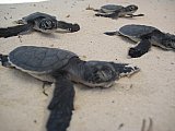 2nd Sea Turtle Festival at Playa Platanitos