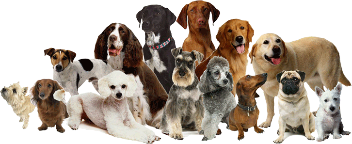vip dogs