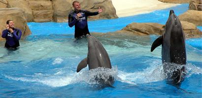 dolphinbanedfront