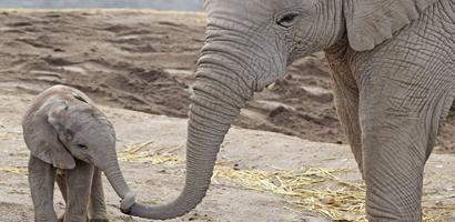 babyelephantfront