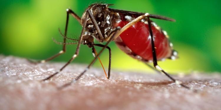 dengue fever 750x375