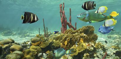 coralfrontt