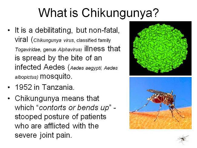 20080622chikungunya1