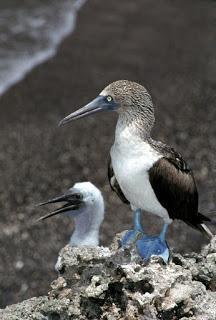 Blue Footed Boobie