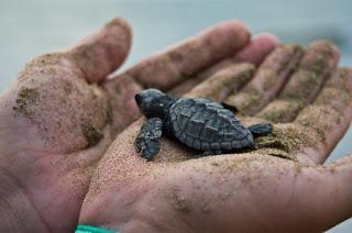 Sea Turtle