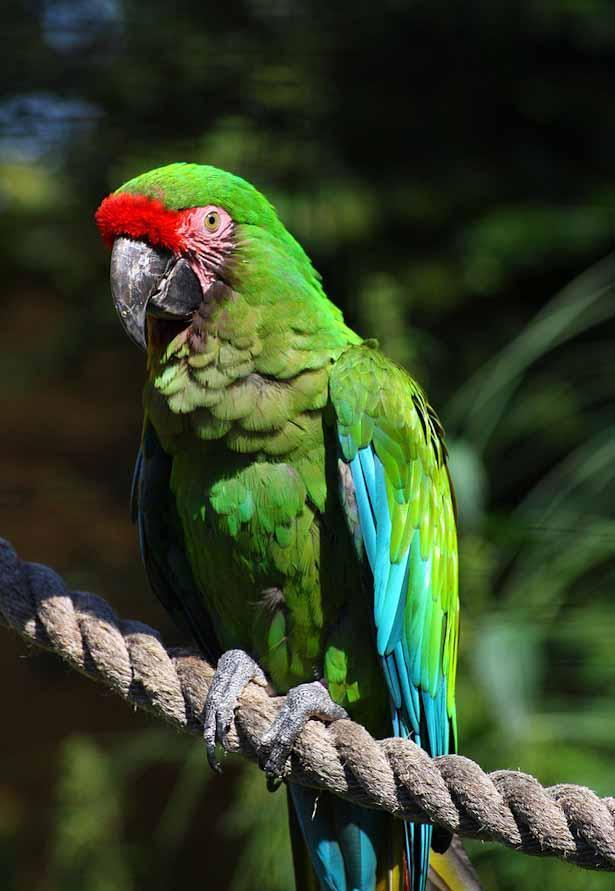 Military-Macaw-1-2