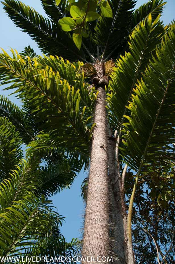 Vallarta-Botanical-Gardens-11