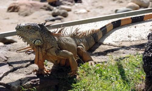 Iguana 500x300