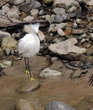egret 300x355