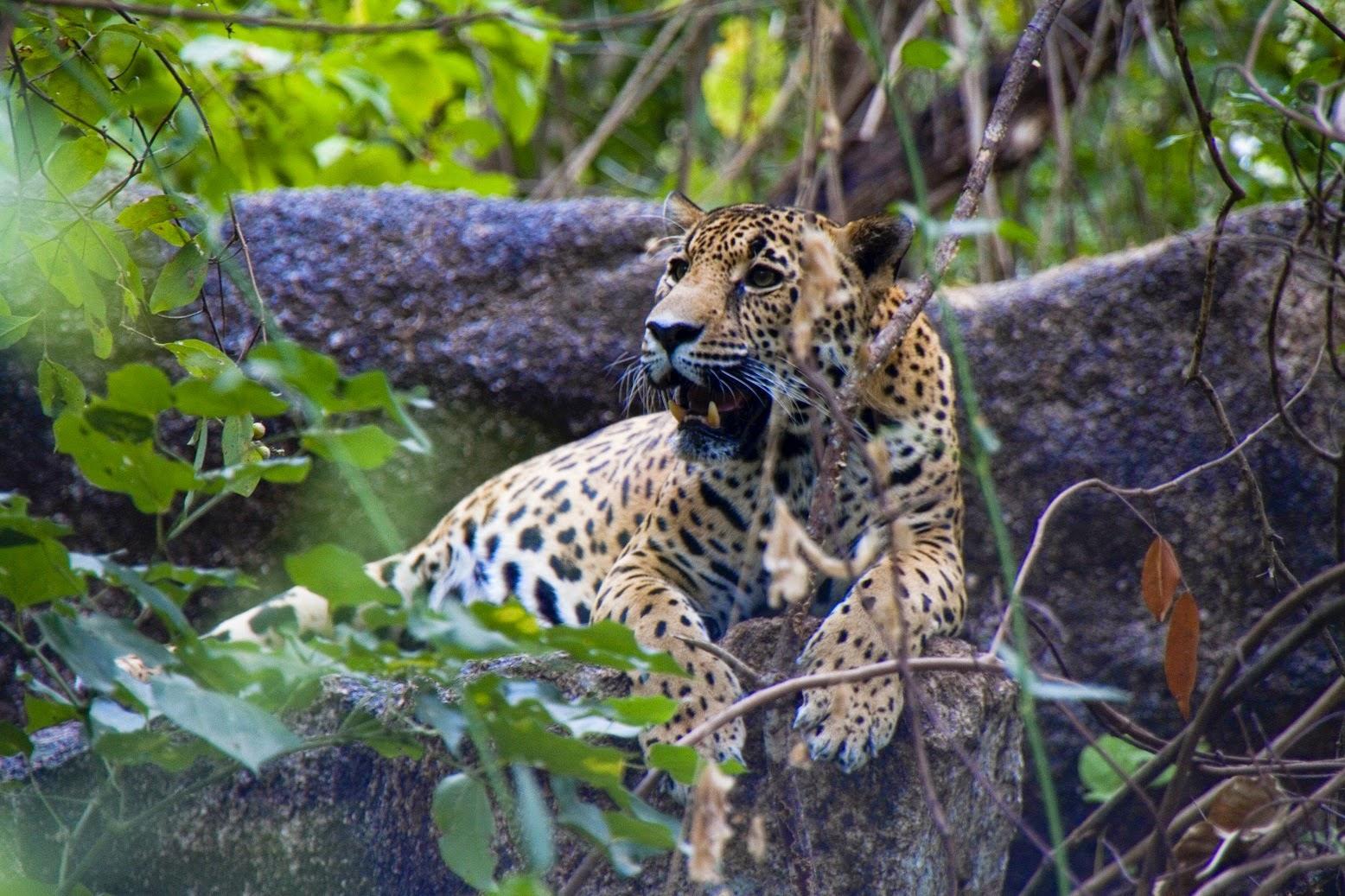 Bolet n Jaguar
