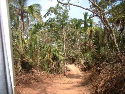 04-Down-through-the-jungle