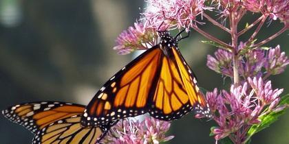 monarchfront