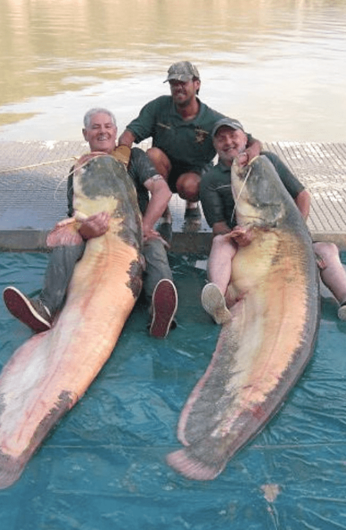 aacatfishdouble