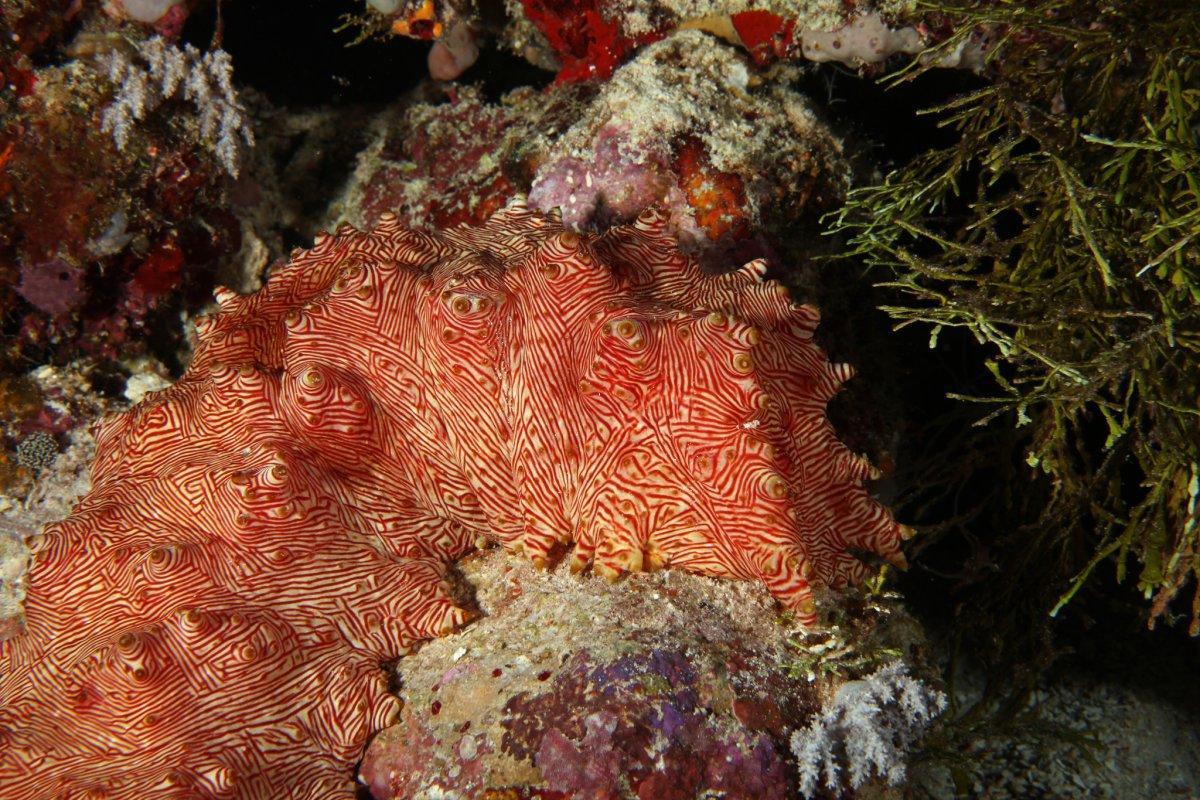 sea-cucumbers-arent-all-drab-and-shapeless--they-come-in-a-variety-of-colors-designs-and-textures-this-stunning-red-lined-sea-cucumber-is-one-example-but-many-others-such-as-the-spanish-dancer-or-pink-see-through-fantasi
