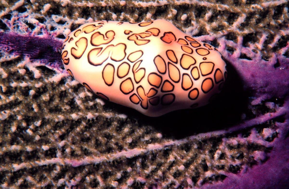 the-flamingo-tongue-snail-is-a-common-fixture-on-caribbean-coral-reefs-as-well-as-in-the-western-atlantic-and-the-gulf-of-mexico-it-lives-and-feeds-on-gorgonians-also-known-as-sea-fans-or-sea-whips-and-is-able-to-absorb-