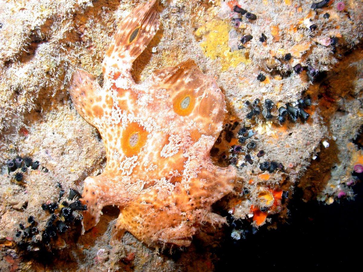 the-frogfish-is-a-master-of-camouflage-as-you-can-see-from-this-photo-they-make-up-a-family-of-fish-often-referred-to-as-anglerfish-and-some-are-even-capable-of-changing-colors