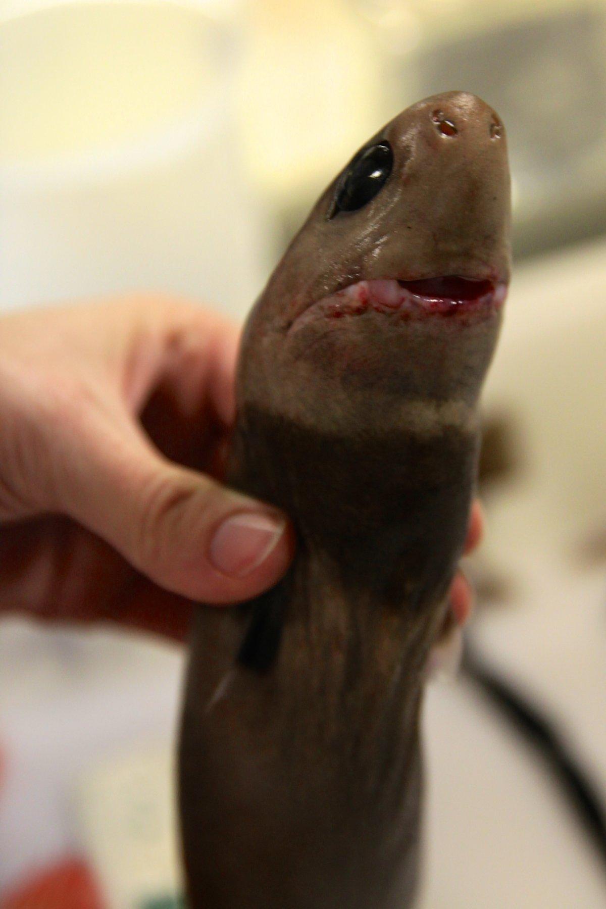 this-cookiecutter-shark-may-only-be-about-the-size-of-a-house-cat-but-it-packs-a-nasty-punch-it-gets-name-from-its-bizarre-round-bite--it-leaves-its-victims-looking-as-though-someone-attacked-them-with-an-ice-cream-scoop