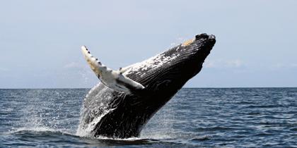 Humpbackfront