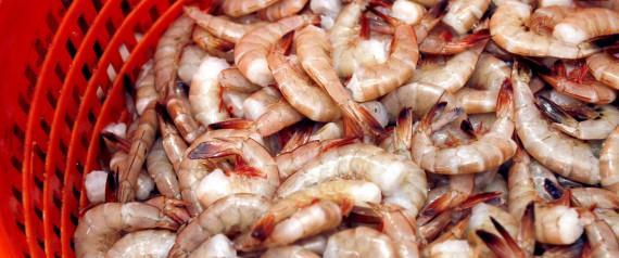 n-SHRIMP-GULF-large570