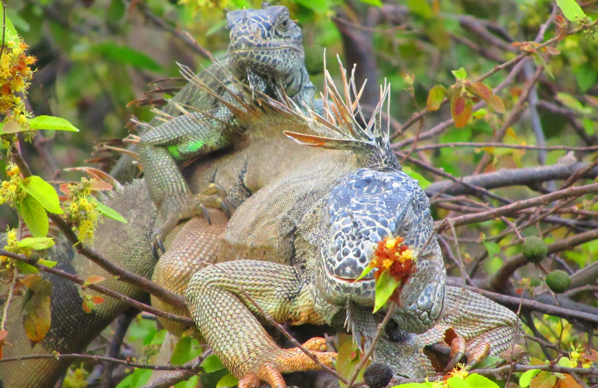 iguanas