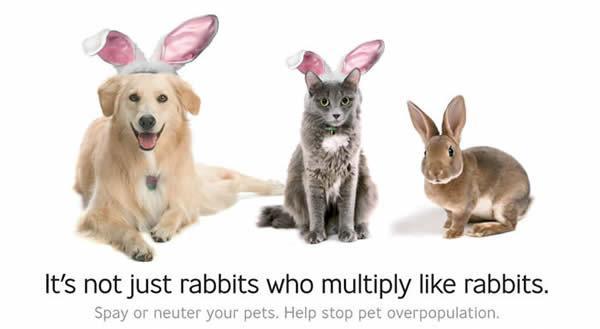 spay day logo webopt zps9eb5b6f0