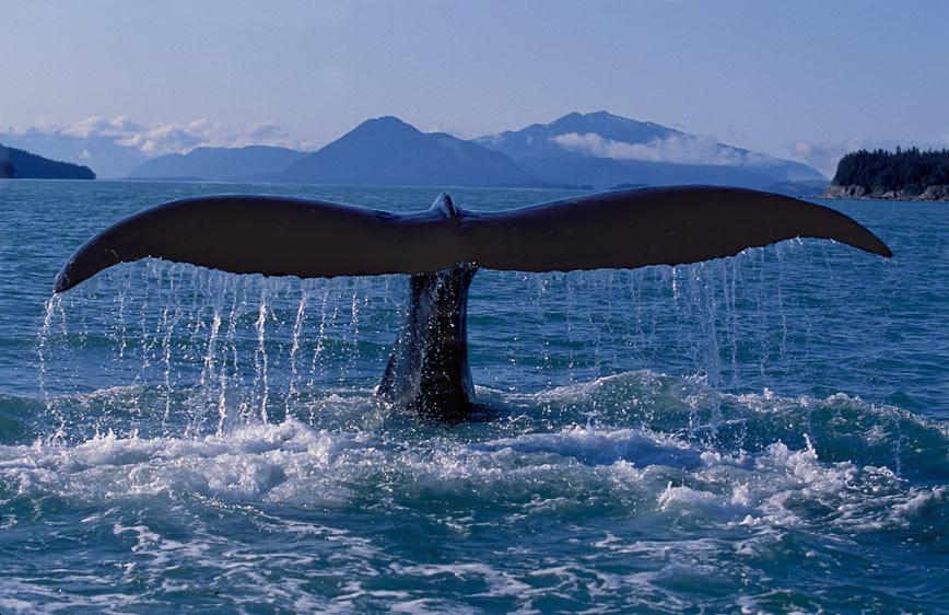 187 10413 Humpback Whale Flukes Southeast1