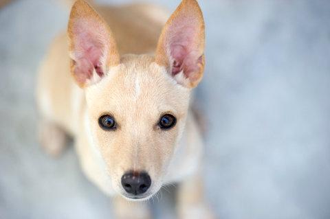 23dog1-blog480