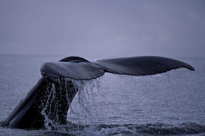 26 10411 Humpback Whale