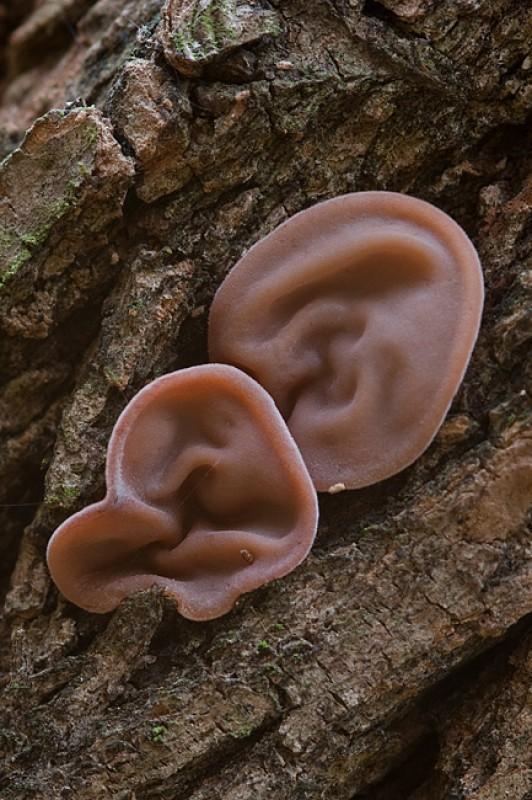 Auricularia auricula-judae oreja de judas3